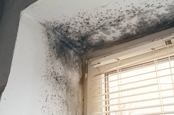 Affordable Mold Cleanup solutions in Riverside, PA